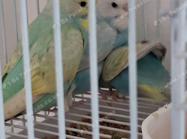 Budgie