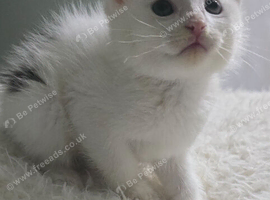 Kittens for sale