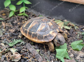 2016 Hatched Hermanns Tortoises For Sale