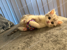 Male 9 weeks Half Persian