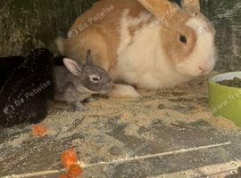 Rabbit for sale