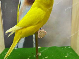Mixed budgies