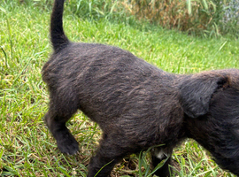 Lakeland patterdale terriers