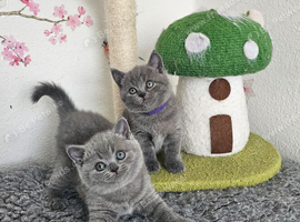 British Shorthair Kittens