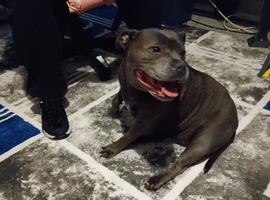 Looking to rehome
