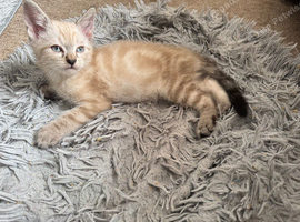 Lovely cute Siameese cross