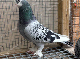 Kurdish Pigeons for sale