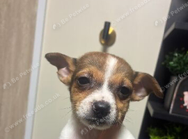 Jack Russell pups