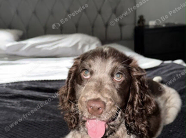 Dolly - 11 weeks