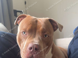 Loving staff cross pocket bully male
