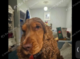 Show cocker spaniel KC registered