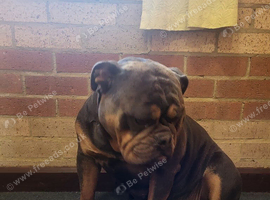Olde english bulldogge male and female