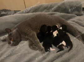 2 male kittens