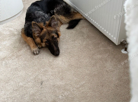 Male German shepherd