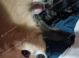 Two female chihuahua puppies for sale