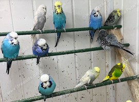 Budgies