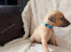 Last kc registered male whippet pup