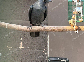 Jackdaw