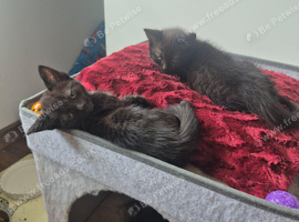 3 gorgeous kittens ready to leave
