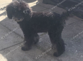 Miniature Poodle for rehoming