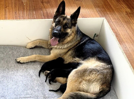 Amazing Working Line German Shepherd Puppies