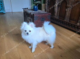 Pomeranian puppy 7m