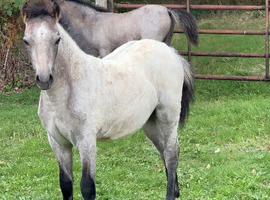 Show Quality Section A Foals
