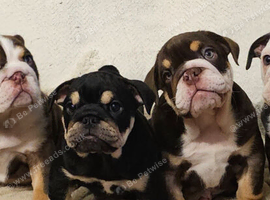 Quality English Bulldog Pups