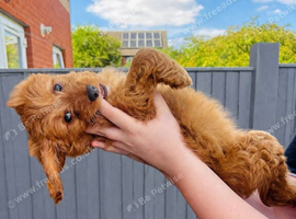 Last 3 beautifulCAVAPOOS GIRLS ONLY