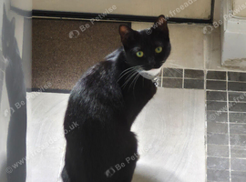 Cat needs rehoming