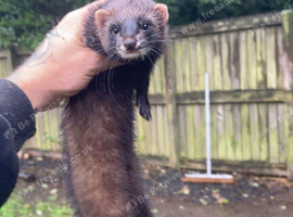 Black x polecat