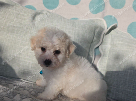 Bichon frise