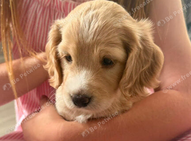 Beautiful little f2 cockapoo puppy looking for her forever home