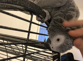 (CooCoo) African grey parrot