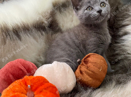 Princess Leia beautiful bsh mix