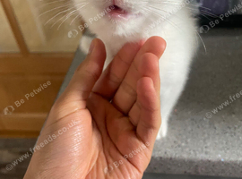 Hi I have a turkish angora kittens needing a new home as I'm going abroad
