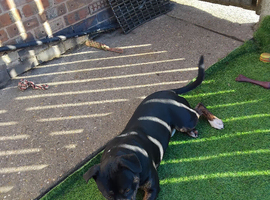 Staffy bull terr