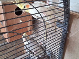 pair of cockatials