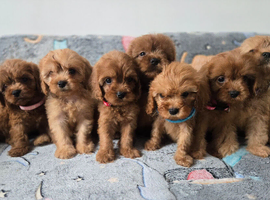 Beautiful cavapoo babies