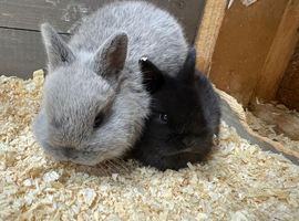 Netherland dwarf x Rex