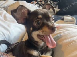 Beautiful chiweenie boy for sale