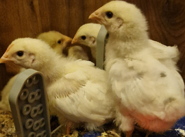 Jersey Giant x Warren Brown Chicks
