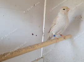 Satinette canary