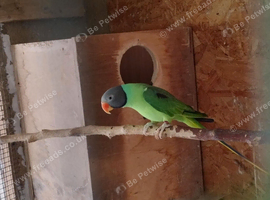 Slatey-Headed Male Parakeet
