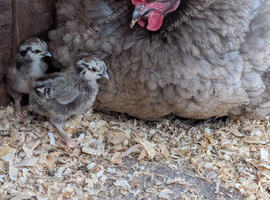 Olive egg layer with chicks