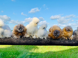Silkie point of lay pullets ready now