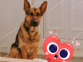 Beautiful German Shepherd