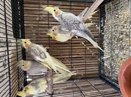 BEAUTIFUL Cockatiels FOR SALE