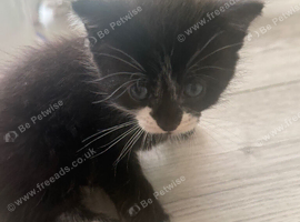 Kittens looking for a home