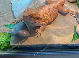 MALE BEARDED DRAGON